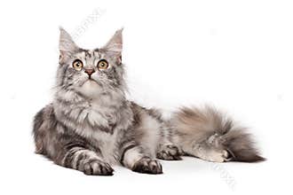 Maine-coon cat