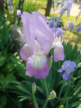 Light purple iris