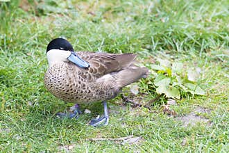 Silver teal, Anas versicolor, versicolor teal, duck with blue beak