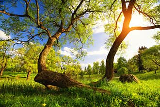 Summer vibrant landscape