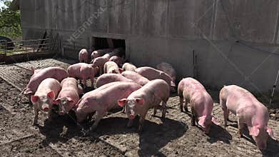 Pig farm with many pigs
