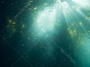 Kelp in Sunlight