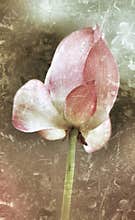 Antiqued Pink Lotus Bloom soon to open.