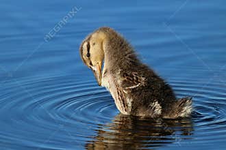 Pond Ripples with Duckling