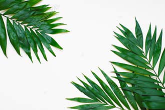 Palm Green Leaves Tropical Exotic Tree Isoalted on White Background. Holliday Patern Template