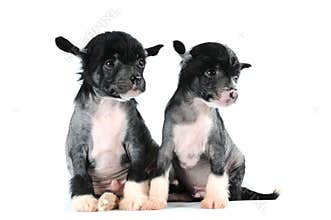 Two funny puppies isolated on white