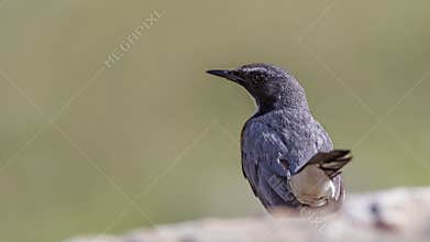 Male White-throated Robin Posing