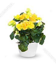 Houseplant - flowering Begonia a potted plant over whit