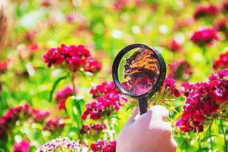 Look in a magnifying glass butterfly sits on flowers.