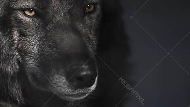 Eyes of a black wolf behind bars