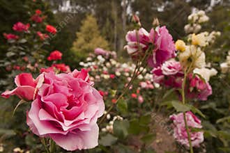 Rose flower garden