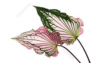 Caladium bicolor with pink leaf and green veins Florida Sweetheart, Pink Caladium foliage isolated on white background