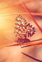 Nice small butterfly sitting on stem of grass, red coloring