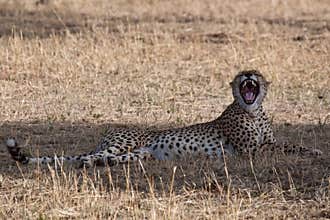 Cheetah