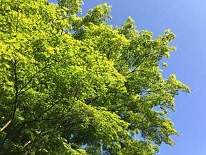 Fresh green Spring tree leaves against blue sky