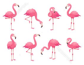 Exotic pink flamingos birds. Flamingo with rose feathers stand on one leg. Rosy plumage flam bird cartoon vector