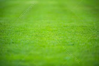 Green grass soccer background