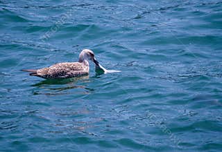Bird on the water eating a plastic bag