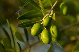 Olive tree branch