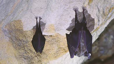 Greater and lesser horseshoe bats in cave