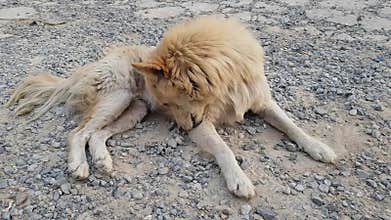 Thai breed dogs resting