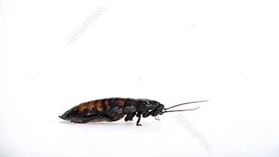 Cockroach crawls from side to side. White background. Side view. Slow motion