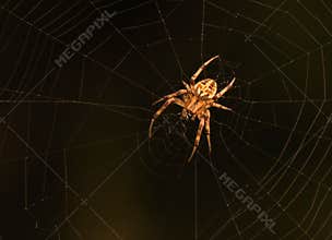 Spider on it`s web