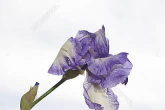 Very pretty colorful iris in the sunshine