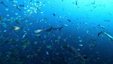 Shark on background of school fish underwater in Pacific ocean.