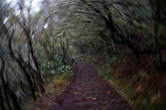 Blurred rotation: Trail through a dark wet forest.