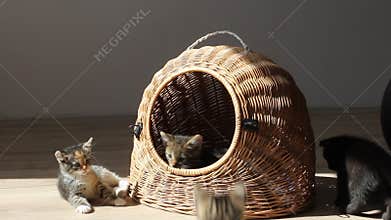 Kittens playing and fighting each other