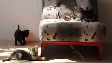 Kittens playing and fighting each other