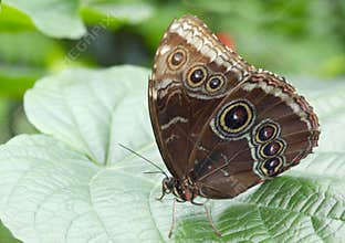 Beautiful butterfly