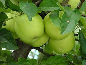 Apple tree