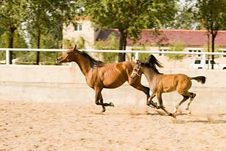 Arab mare and pony