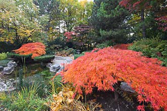 Maple trees in Japanese garden