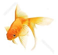 Gold fish