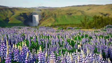 The picturesque landscapes of forests and mountains of Iceland. Wild blue lupine blooming in summer. The most beautiful