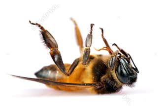 Dead honey bee