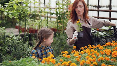 Pretty woman professional florist and her daughter are taking pots with beautiful flowers from plastic container