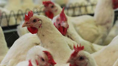 White broilers look at camera against feeders