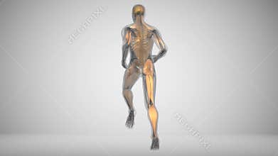 Running man`s muscle activity in x-ray