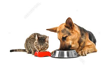 Adorable striped cat and dog eating together