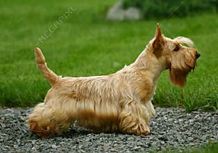 The Scottish Terrier