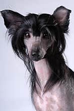 Black Chinese Crested Dog
