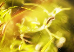 Bristle grass