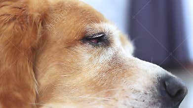 A tired and sleepy golden retriever trying to doze.