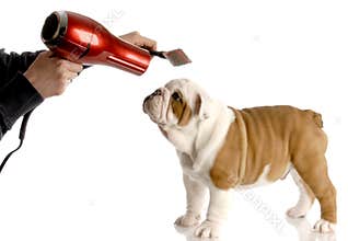 Dog grooming
