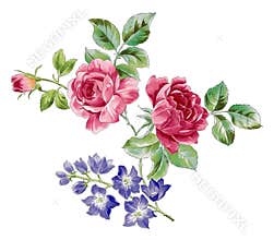 Rose and blue wild flower