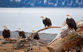American Bald Eagles